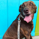 BENTLEY @FusarosFosters head shot